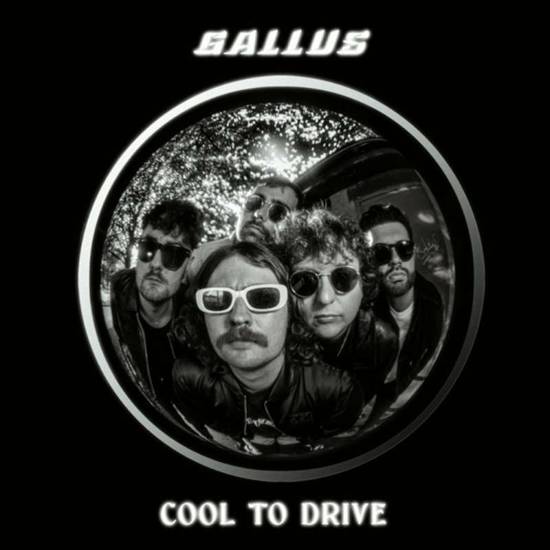 gallus